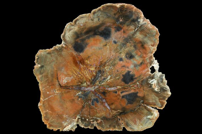 Red/Black Petrified Wood Round From Madagascar - Top Quality #124249